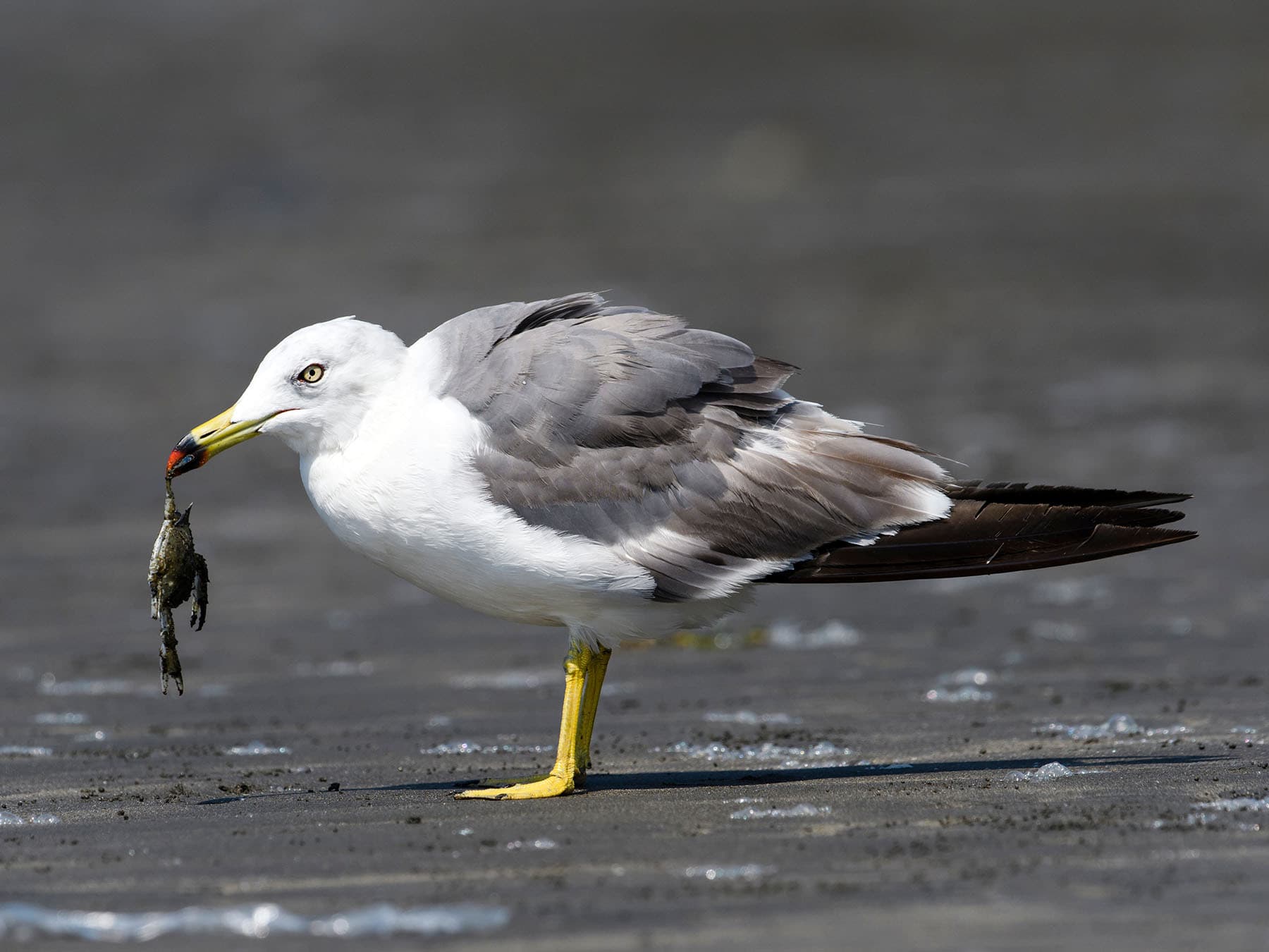 Black-tailed gull fedding on a crab