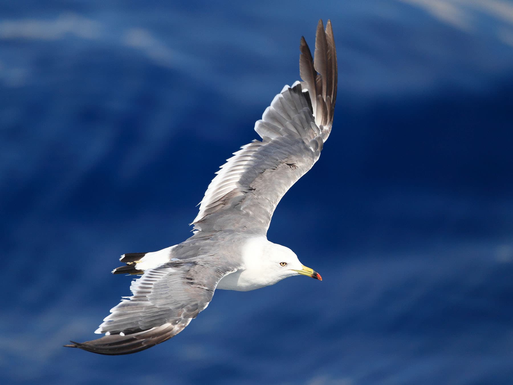 Black-tailed Gull in-flight