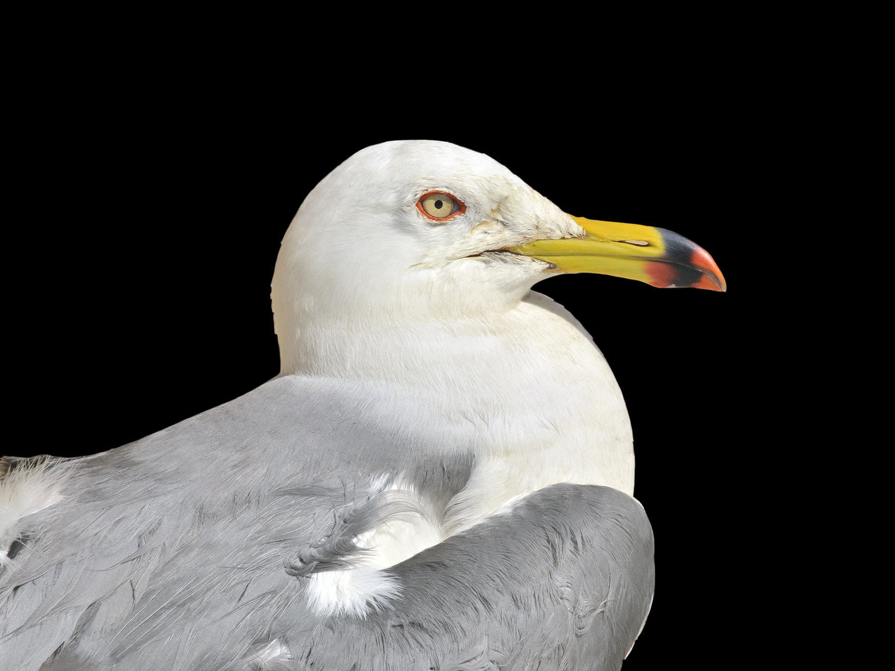 Portrait of a Black-tailed Gull
