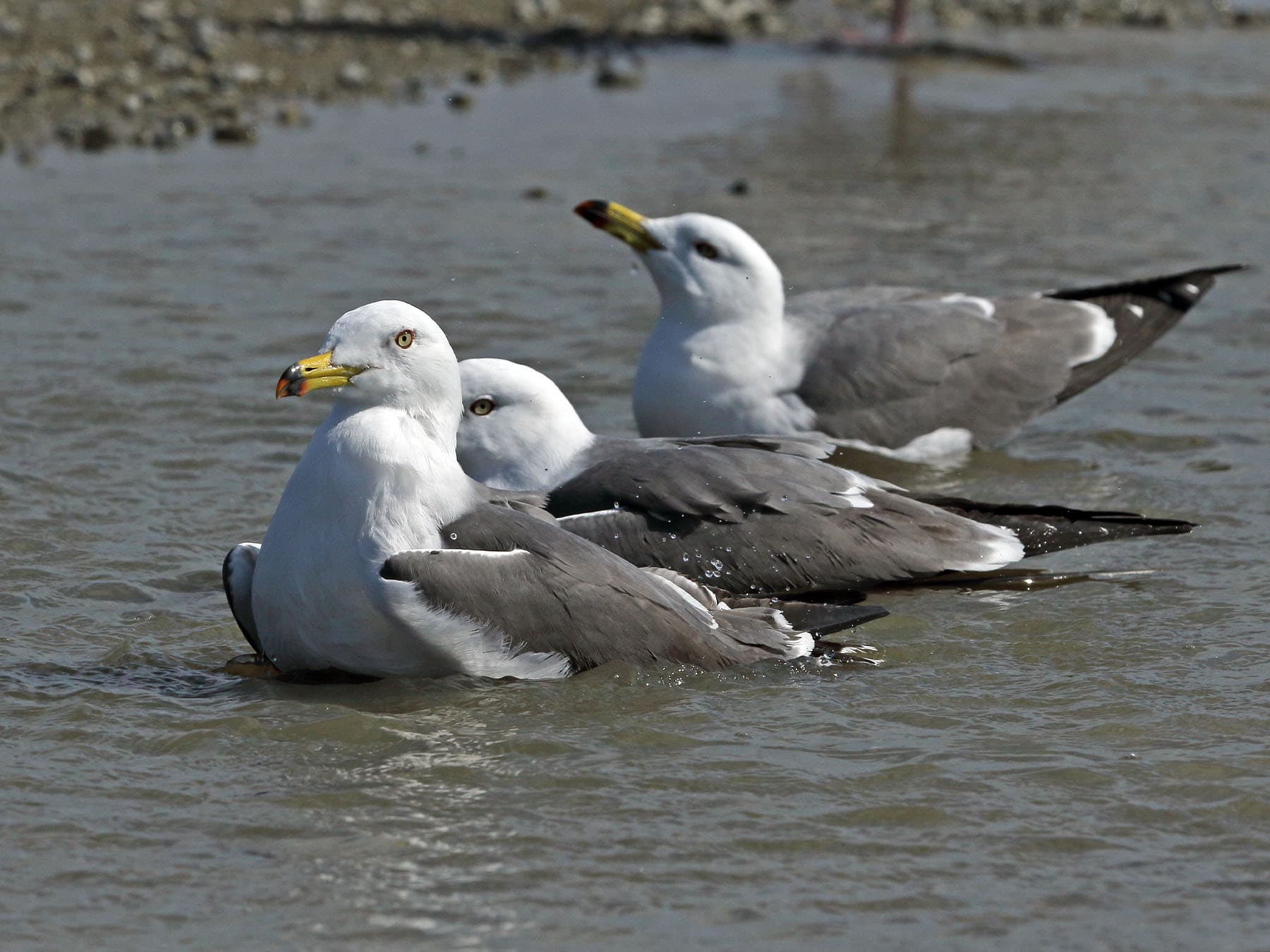 Four Black=tailed Gulls bathing