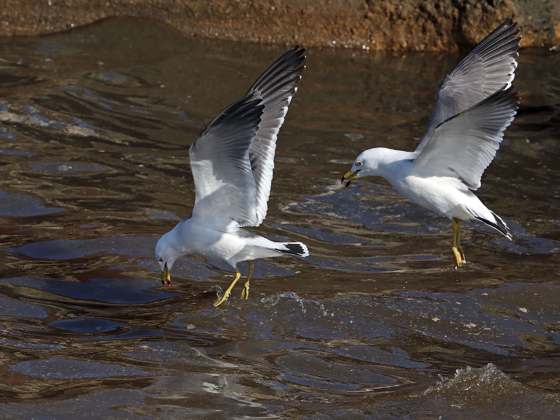 Pair of Black-tailed gull in-flight searching for prey