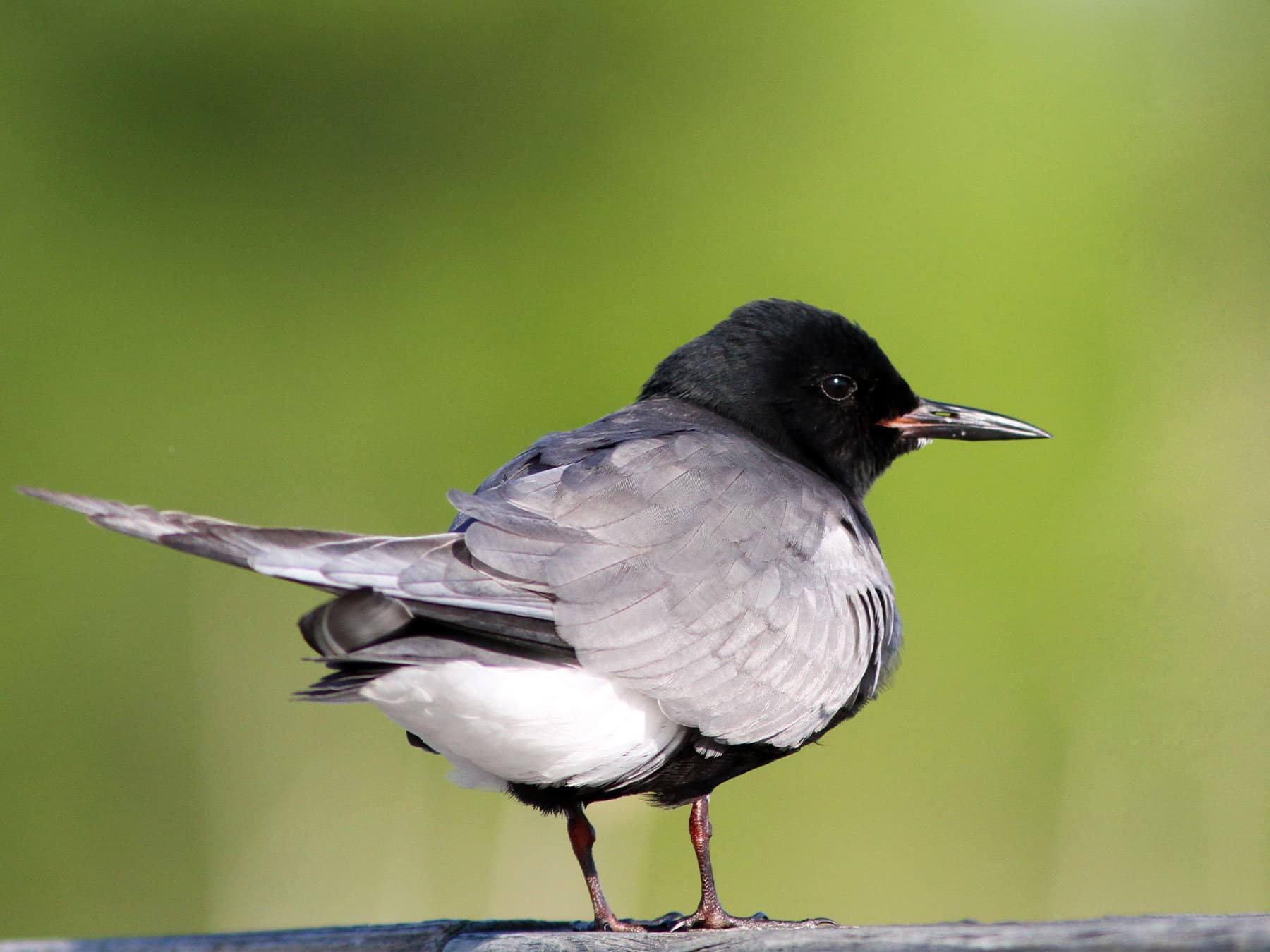 Black Tern, breeding plumage