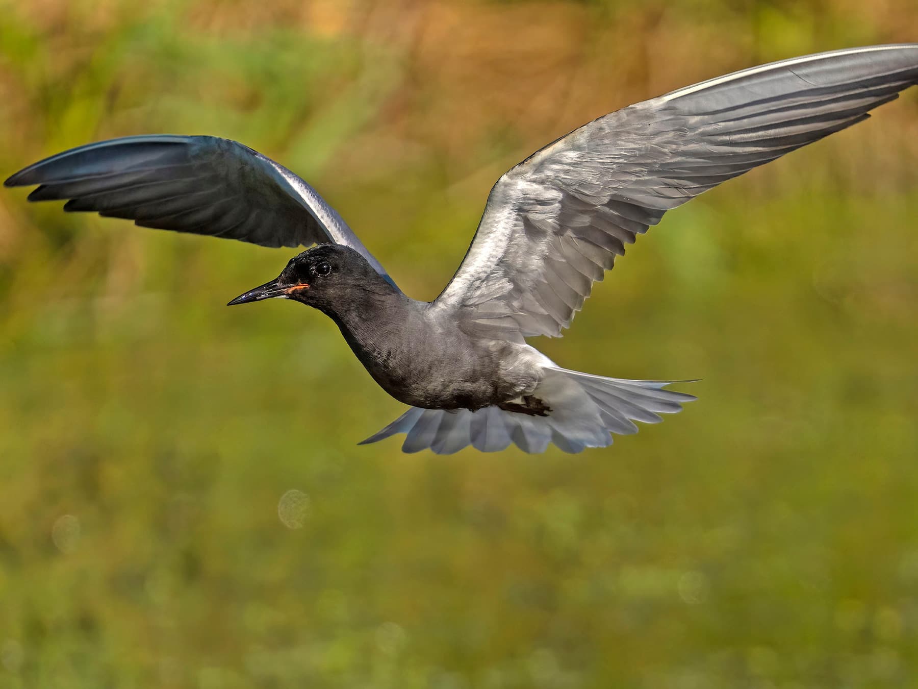 Black Tern in-flight