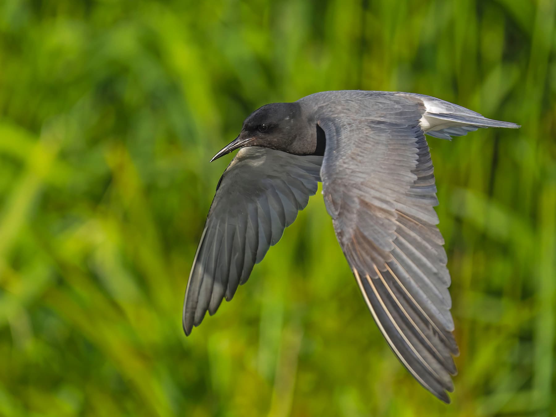 Black Tern in-flight over natural habitat