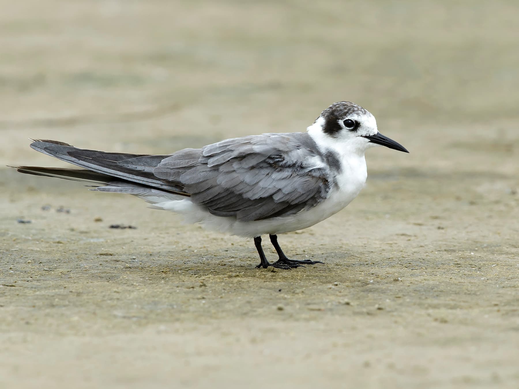 Black Tern, non-breeding plumage