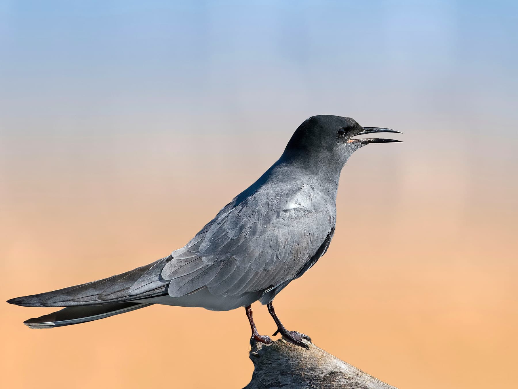 Black Tern, breeding plumage