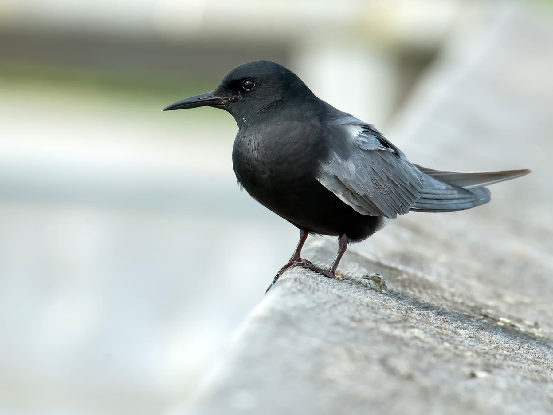 Black Tern perching on a fence rail