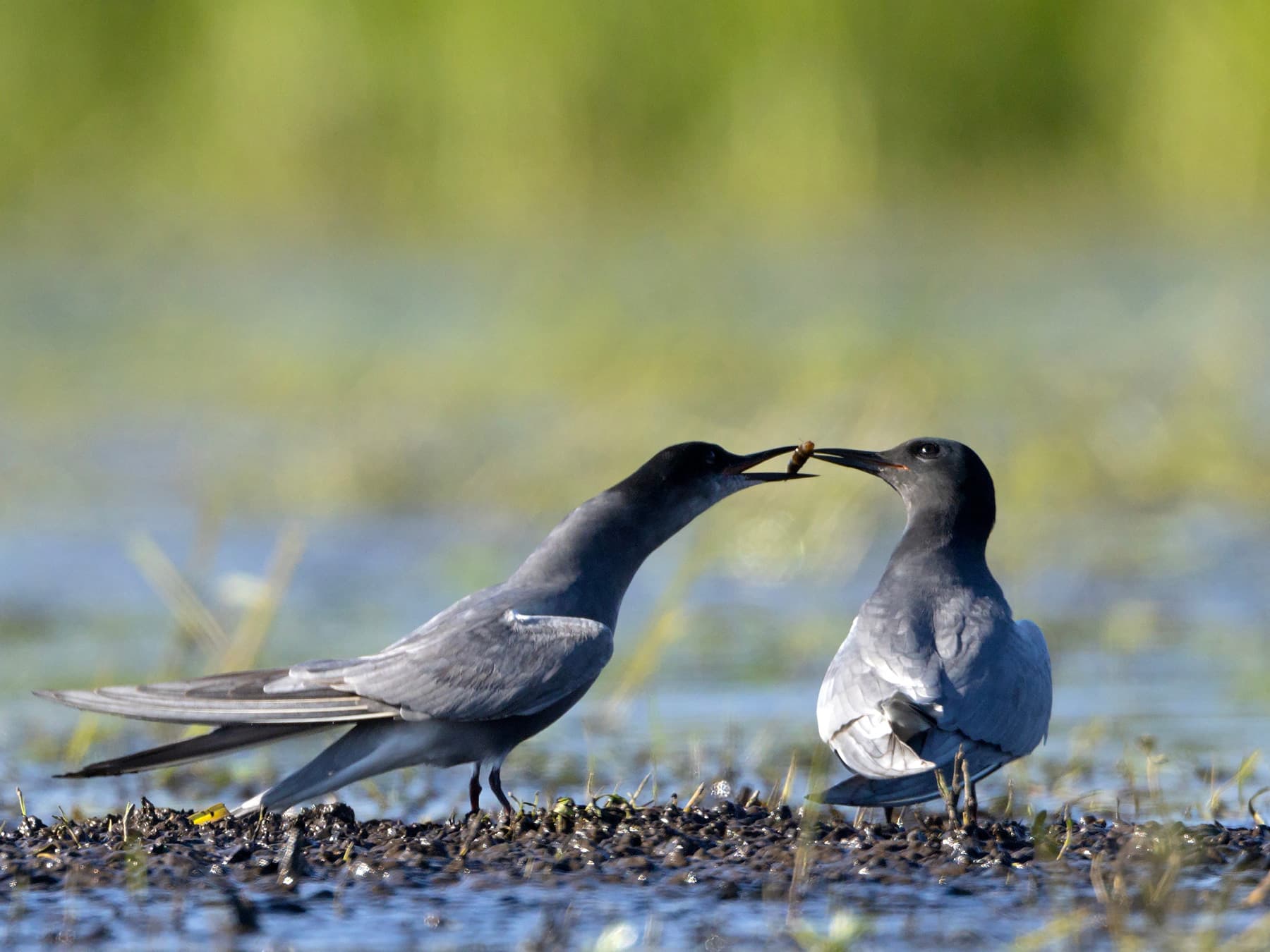 Black Terns in the marshes feeding
