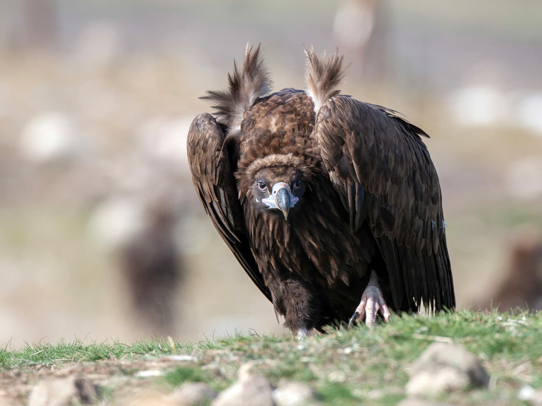 Also known as the ‘monk vulture’, due to the upright standing neck feathers which are said to resemble the hood of a monk