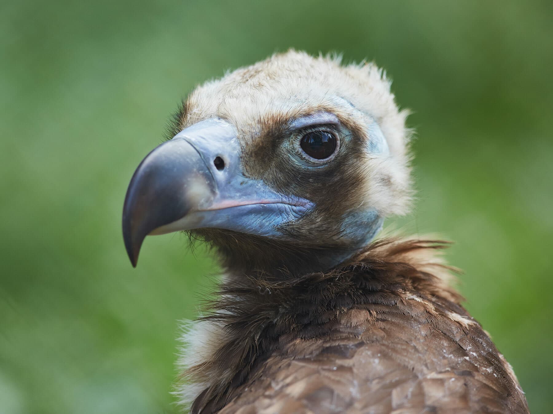 Young cinereous vulture