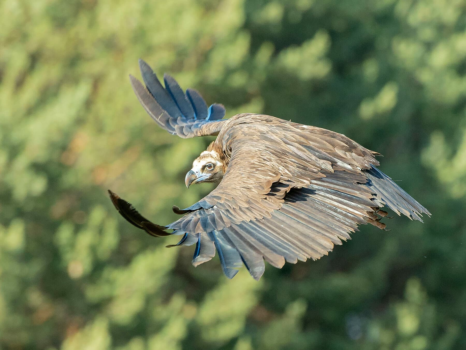 Cinereous vulture hunting for food