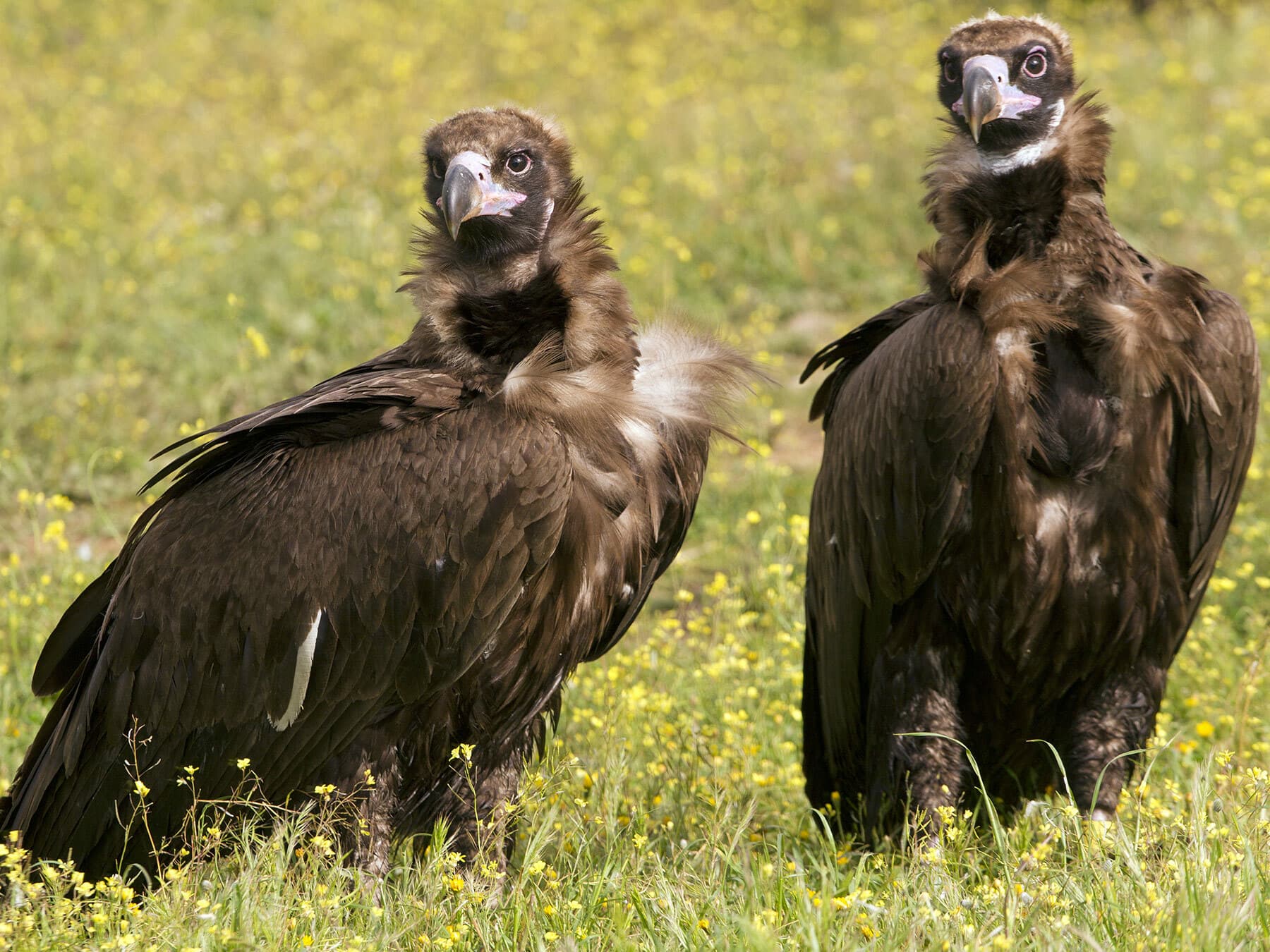 Cinereous vultures - male and female