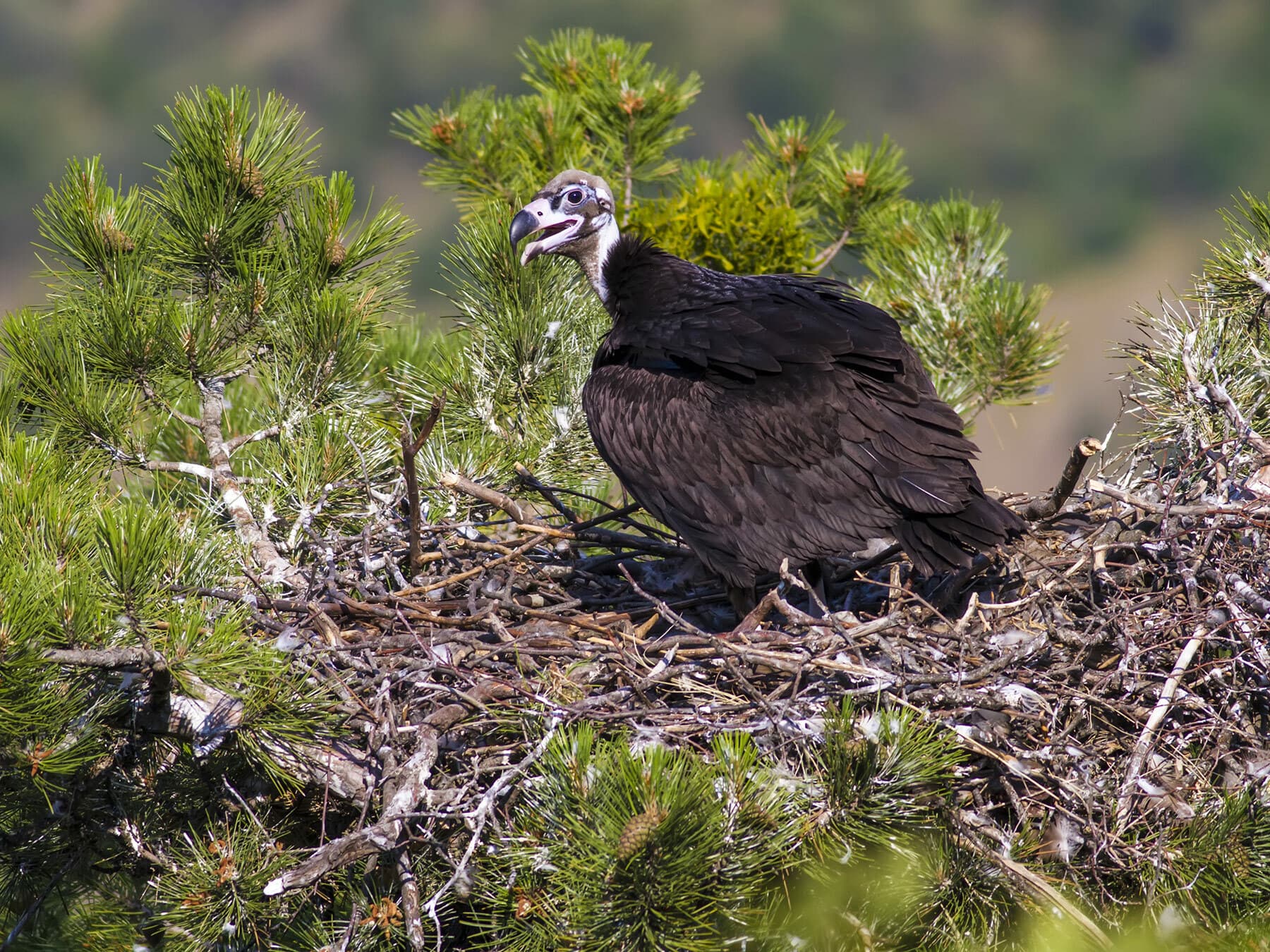 Cinereous vulture on its nest