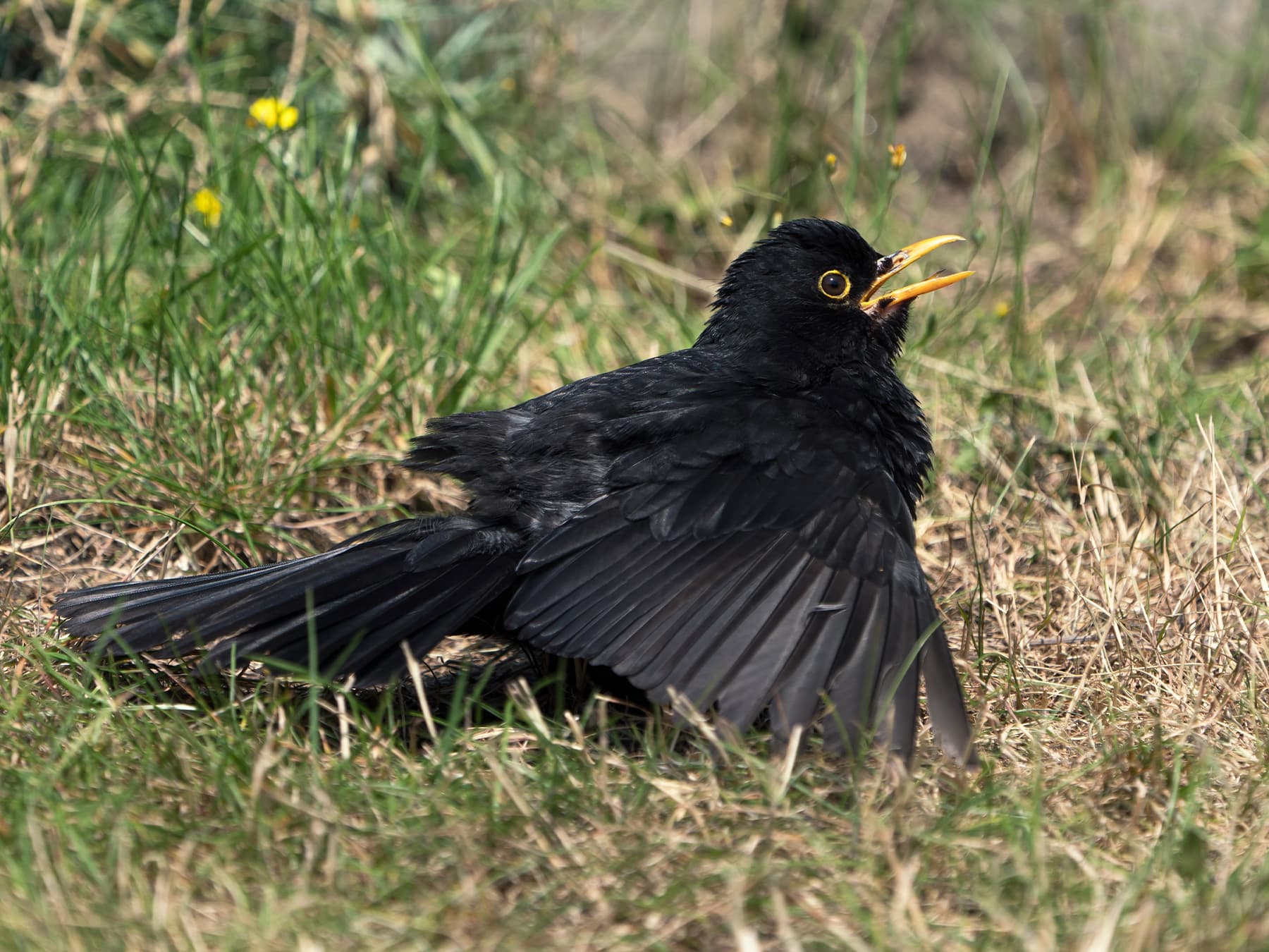 Blackbird anting on lawn