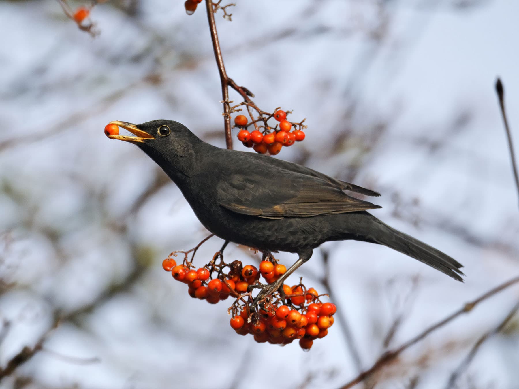 Blackbird eating berries from a tree