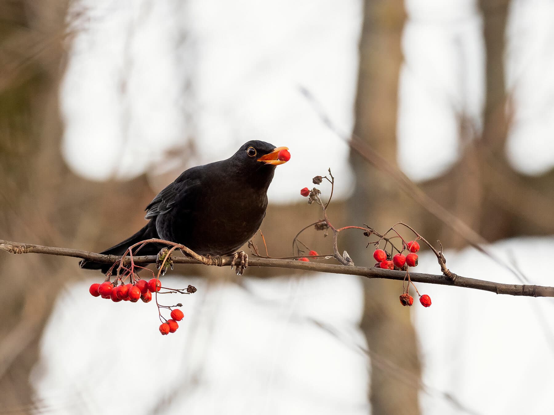 Blackbird eating red berries