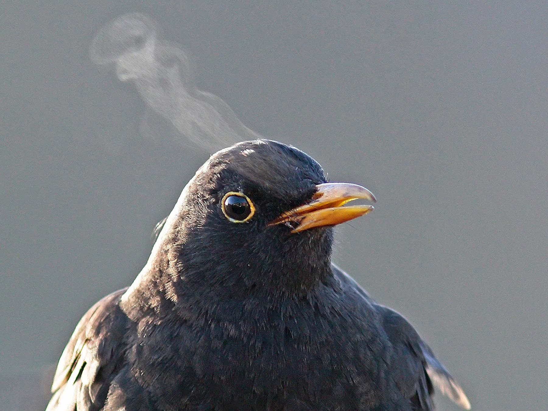 Blackbird exhaling