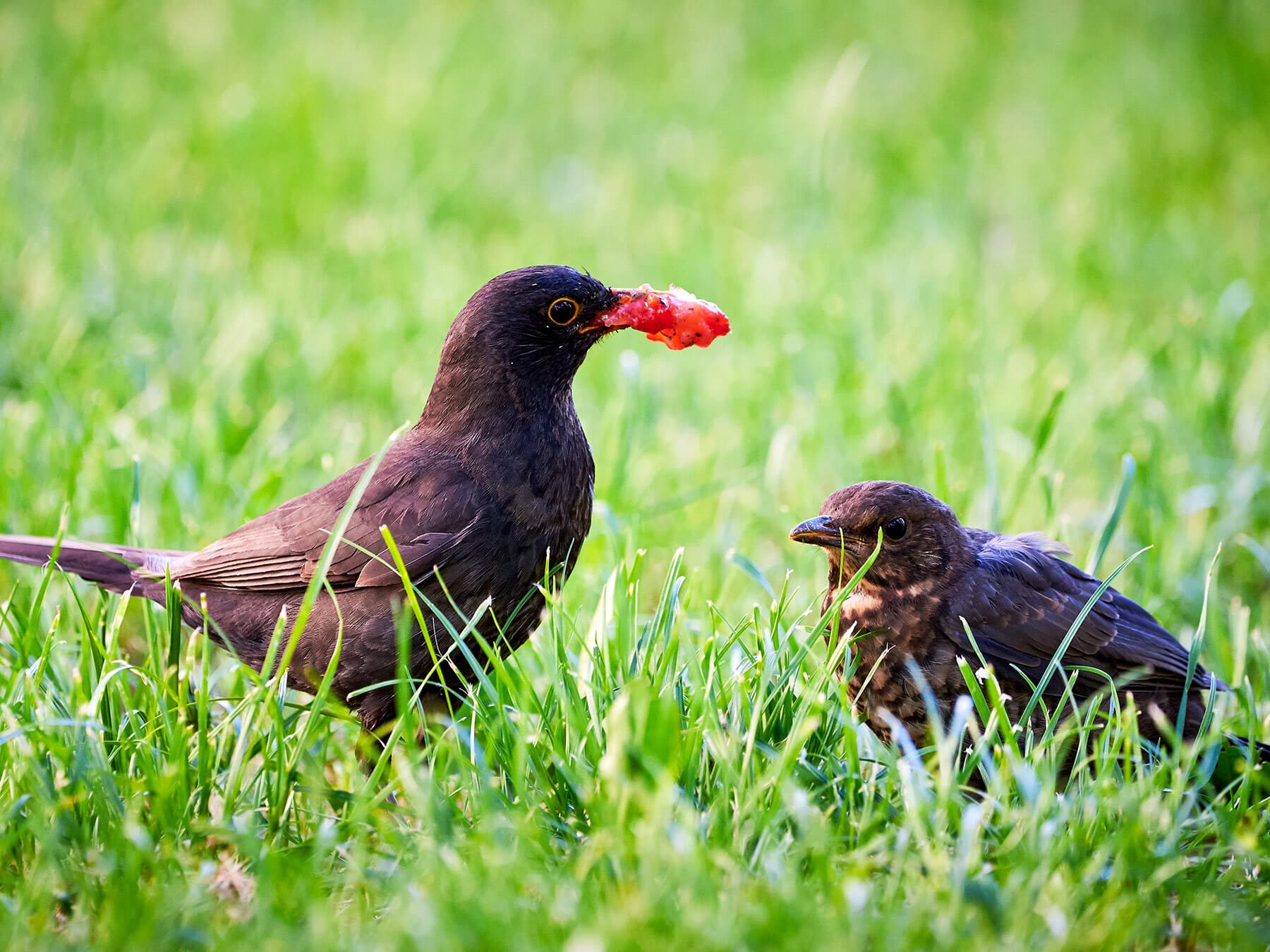 Blackbird feeding chick strawberry