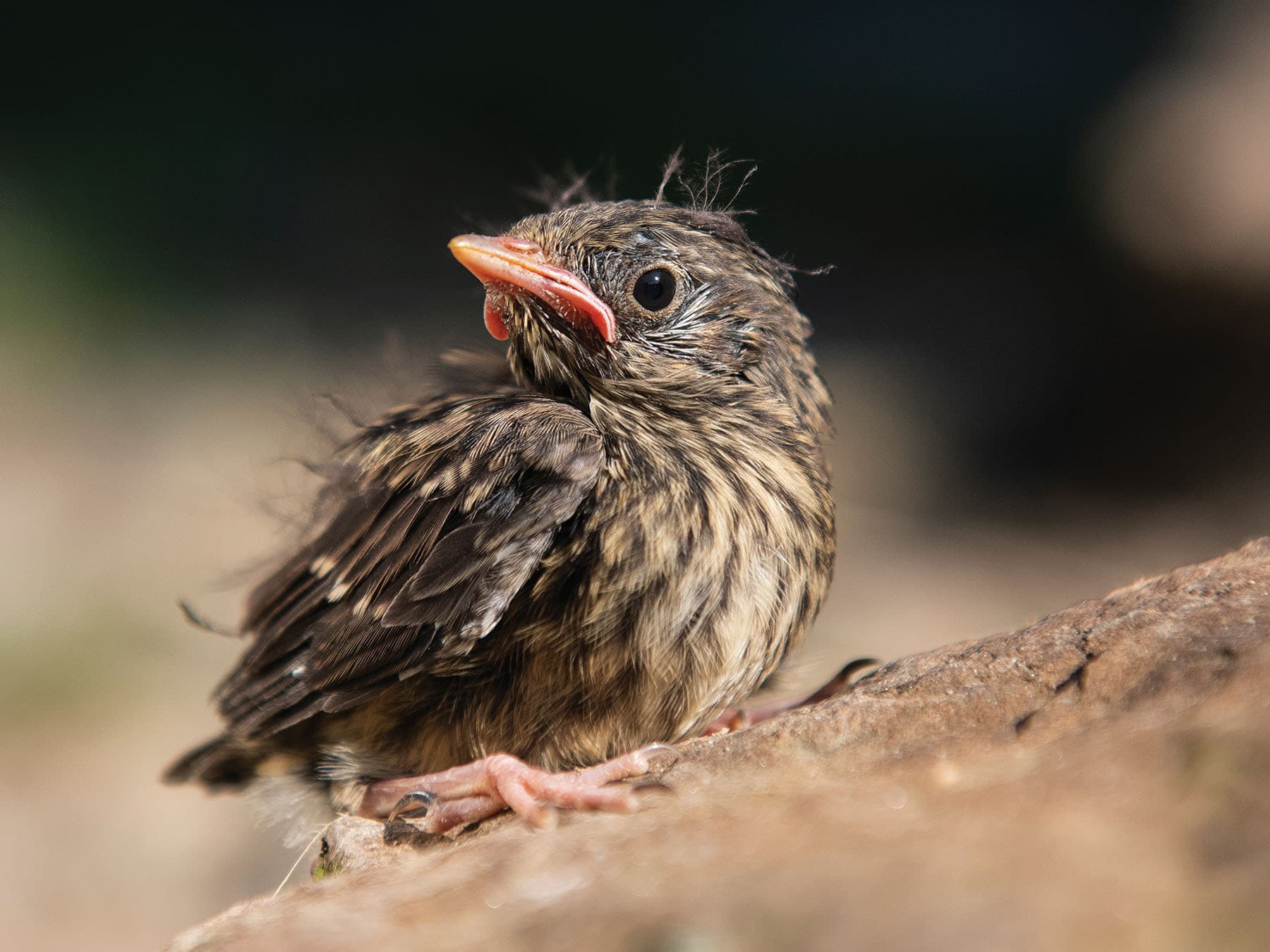 Blackbird fledgling