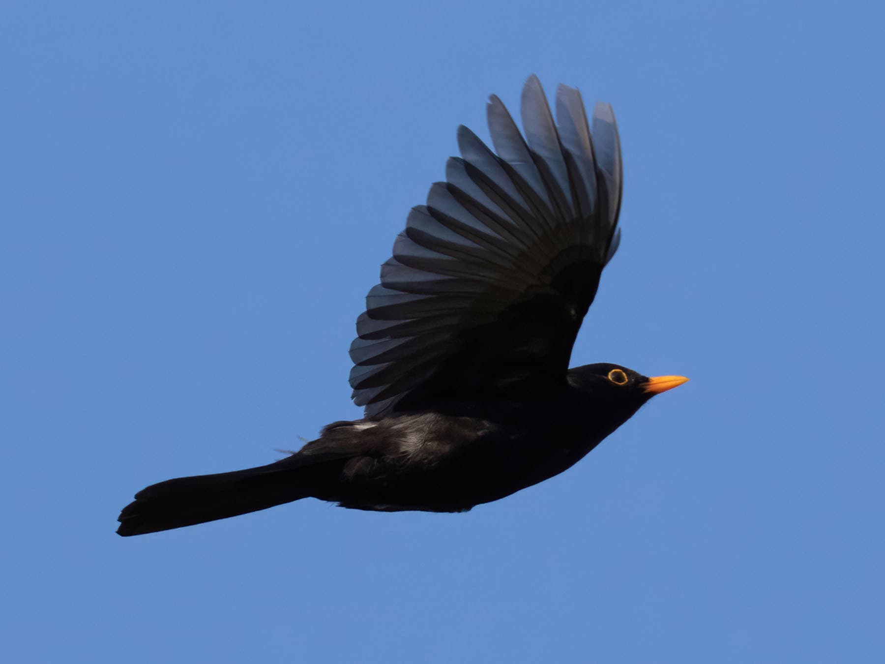 Blackbird in flight