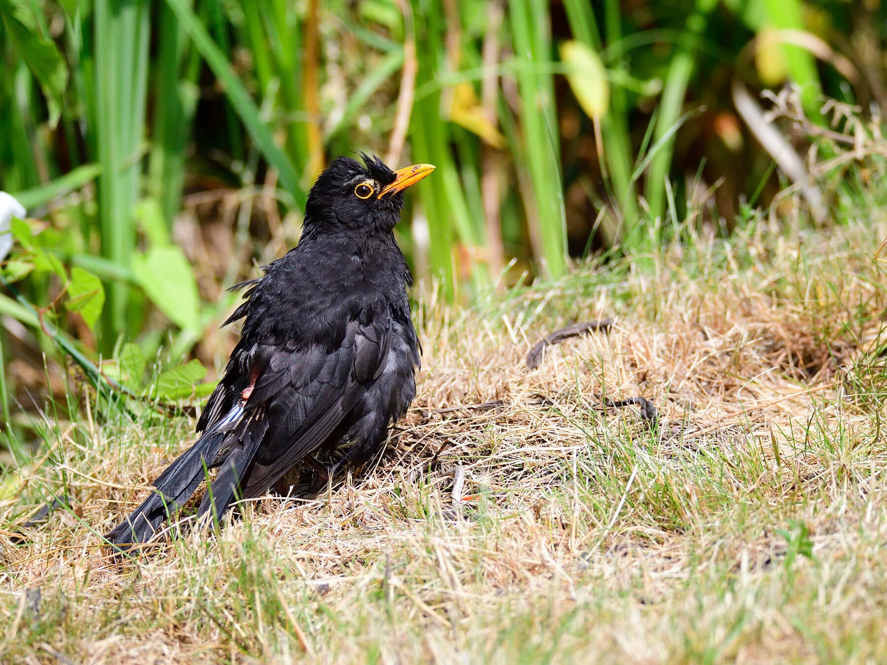 Blackbird molt