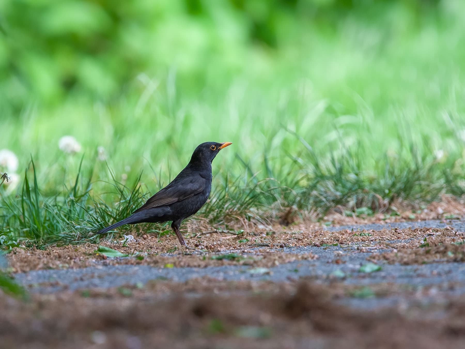 Blackbird on road