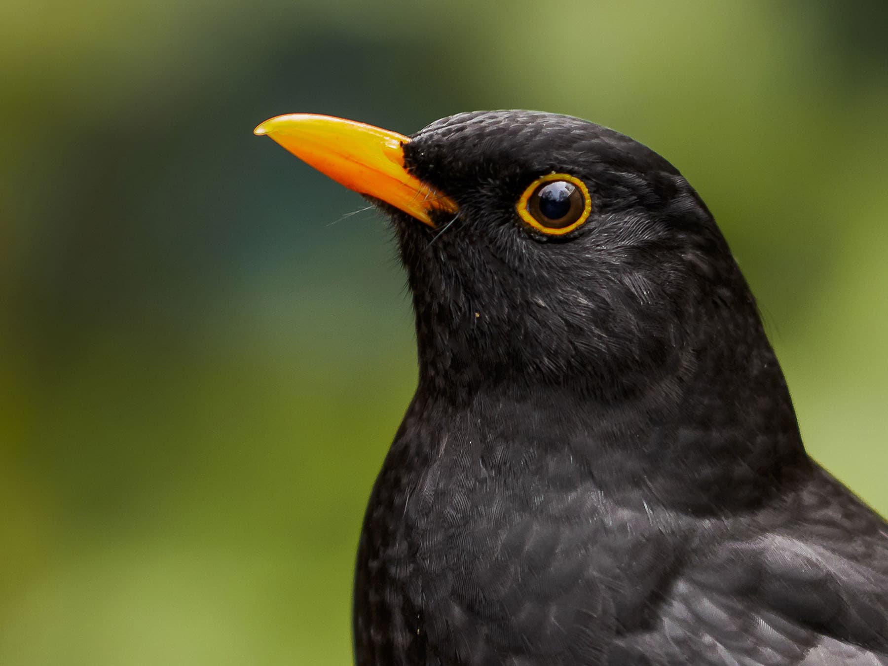 Close up portrait of a Blackbird