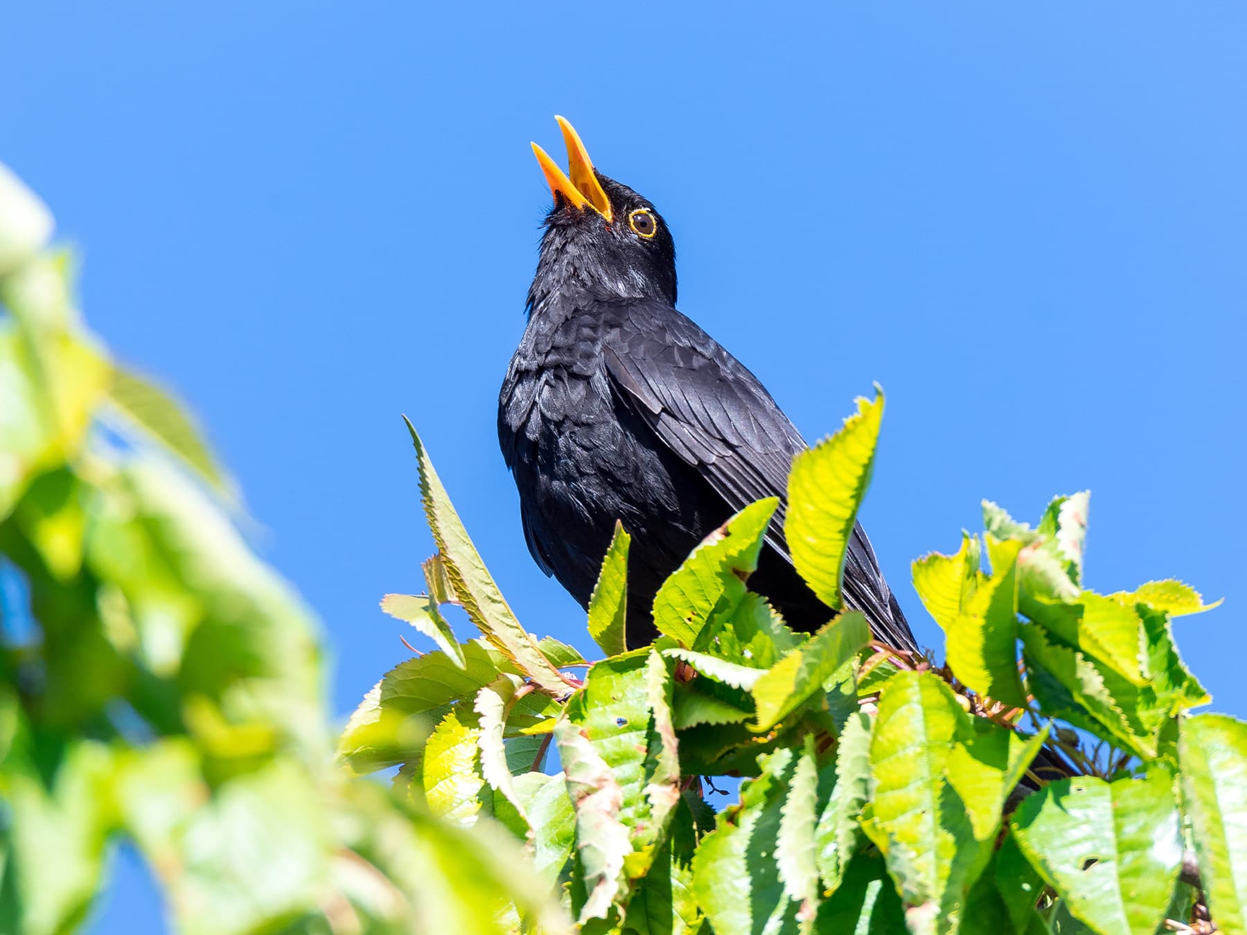 Blackbird singing from tree