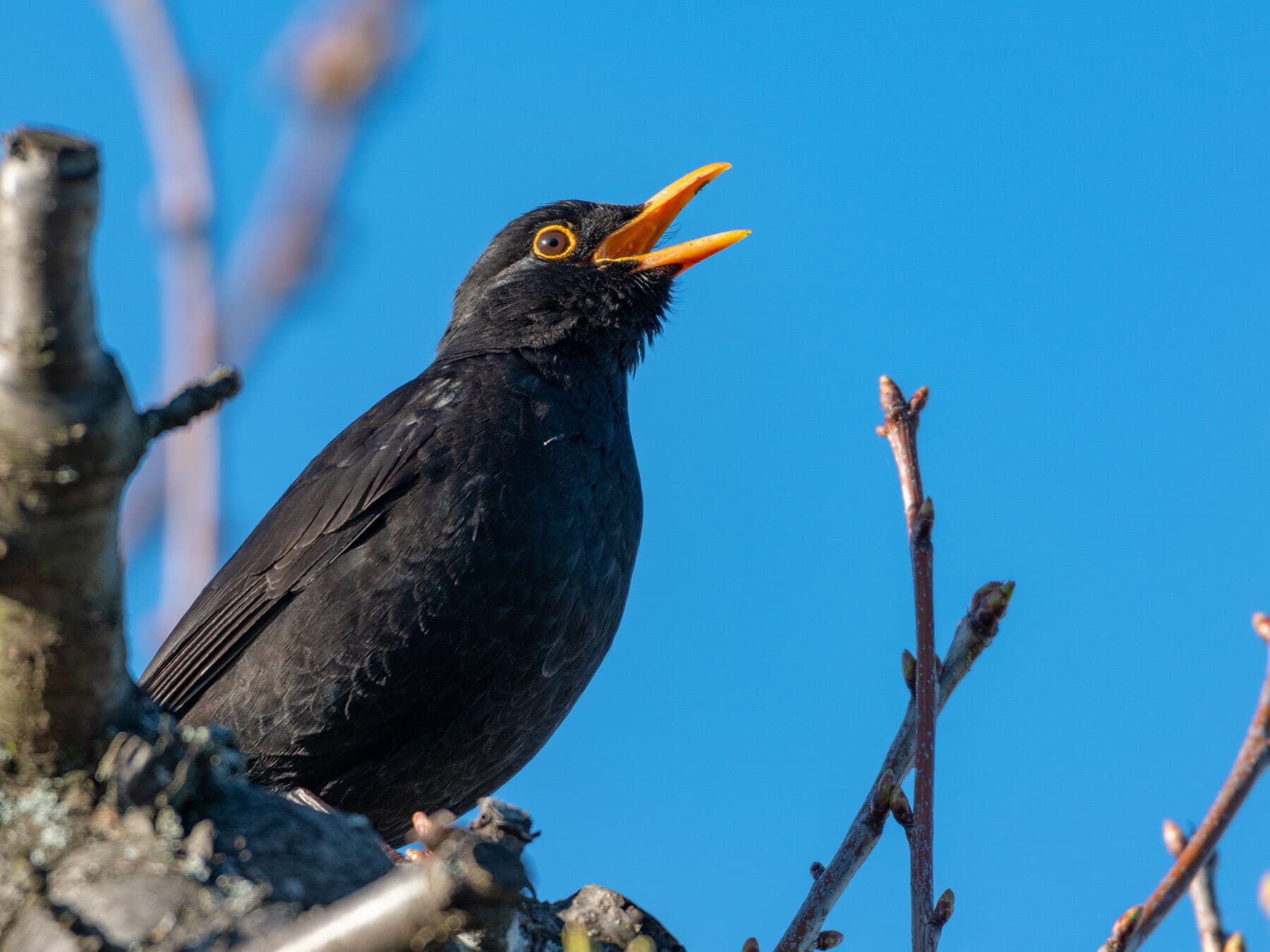 Blackbird singing