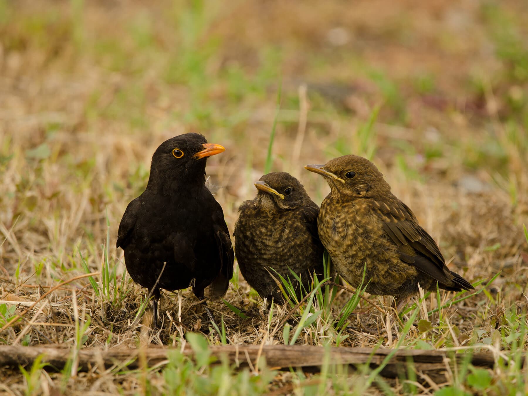 Blackbird with chicks