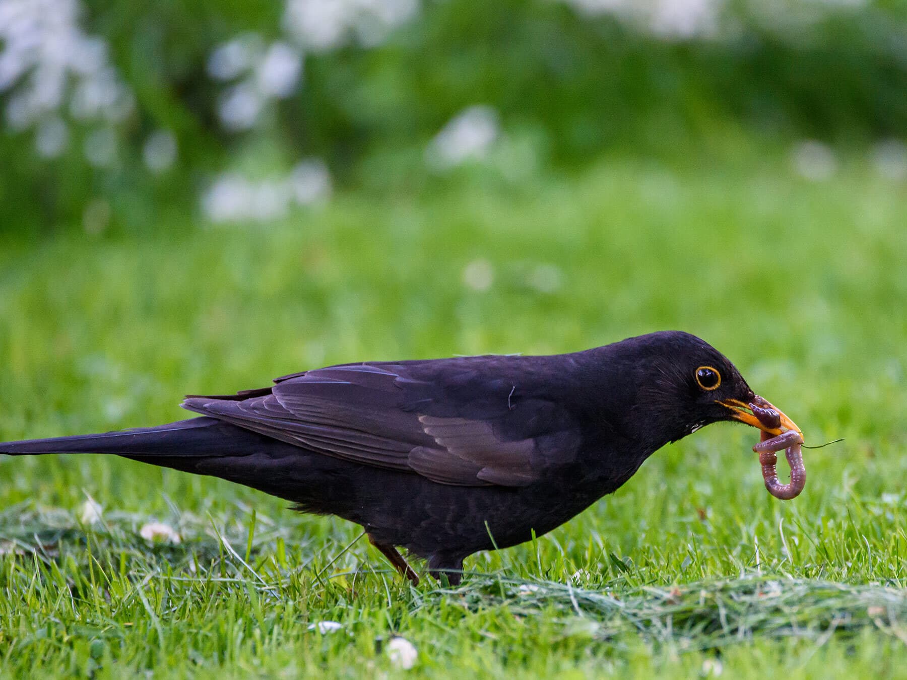 Blackbird with worm