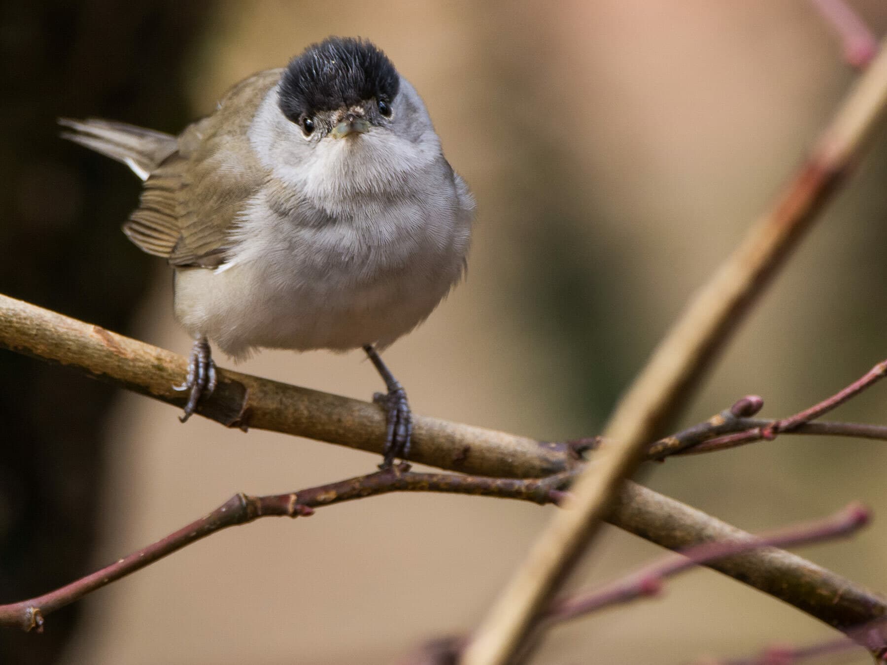 Perched Eurasian Blackcap