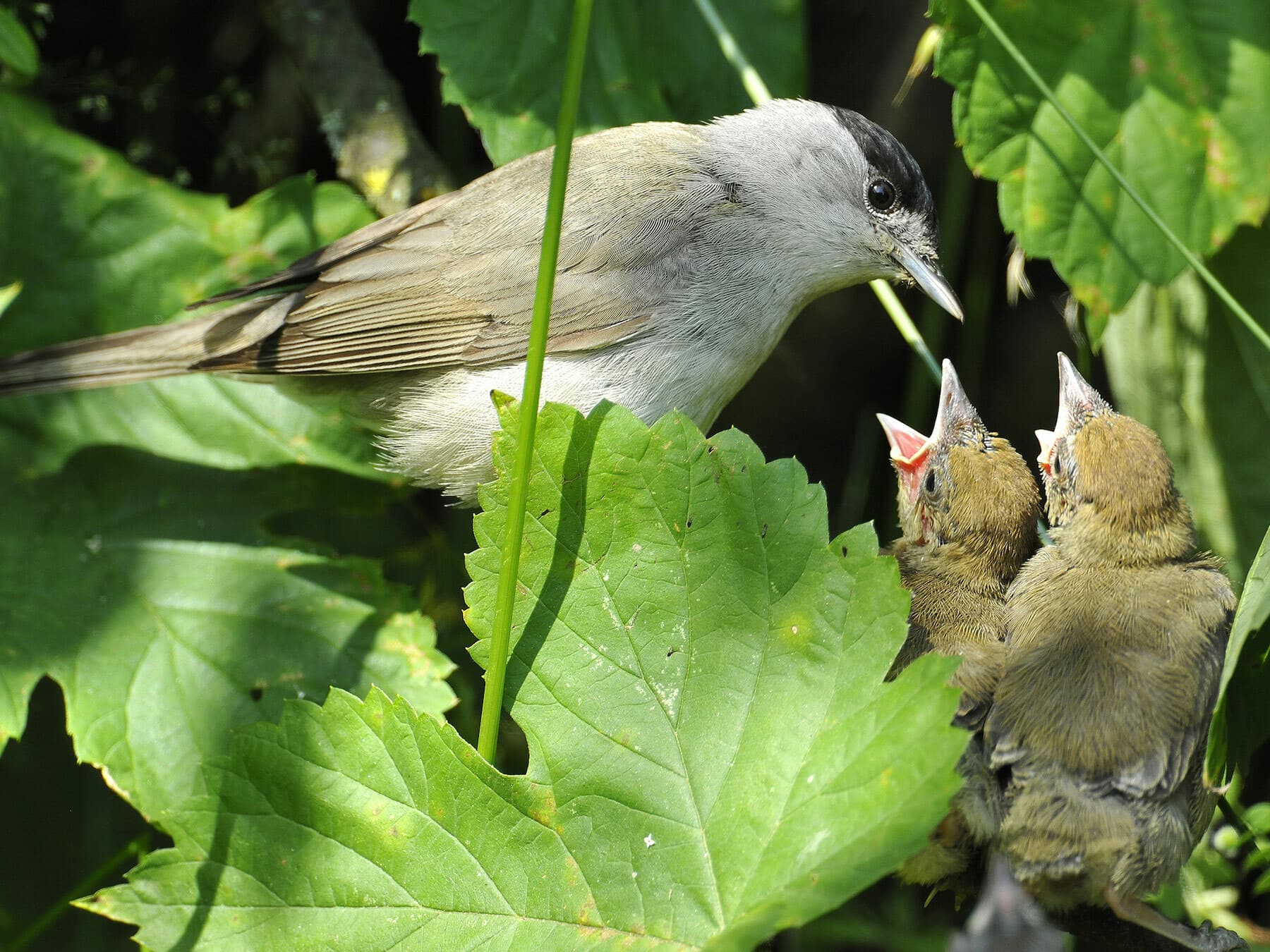 Blackcap feeding chicks