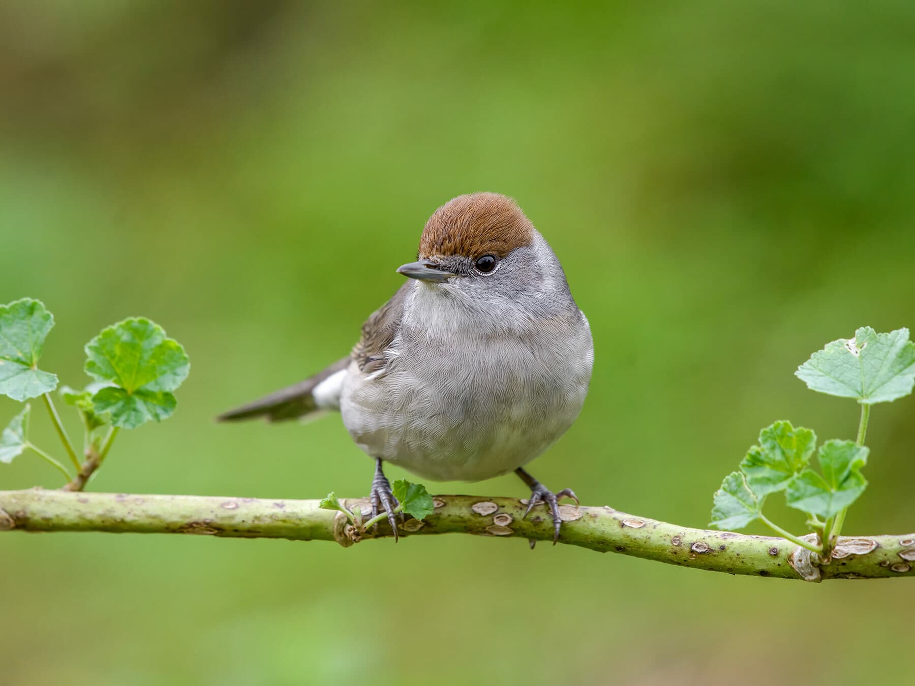 Female Blackcap