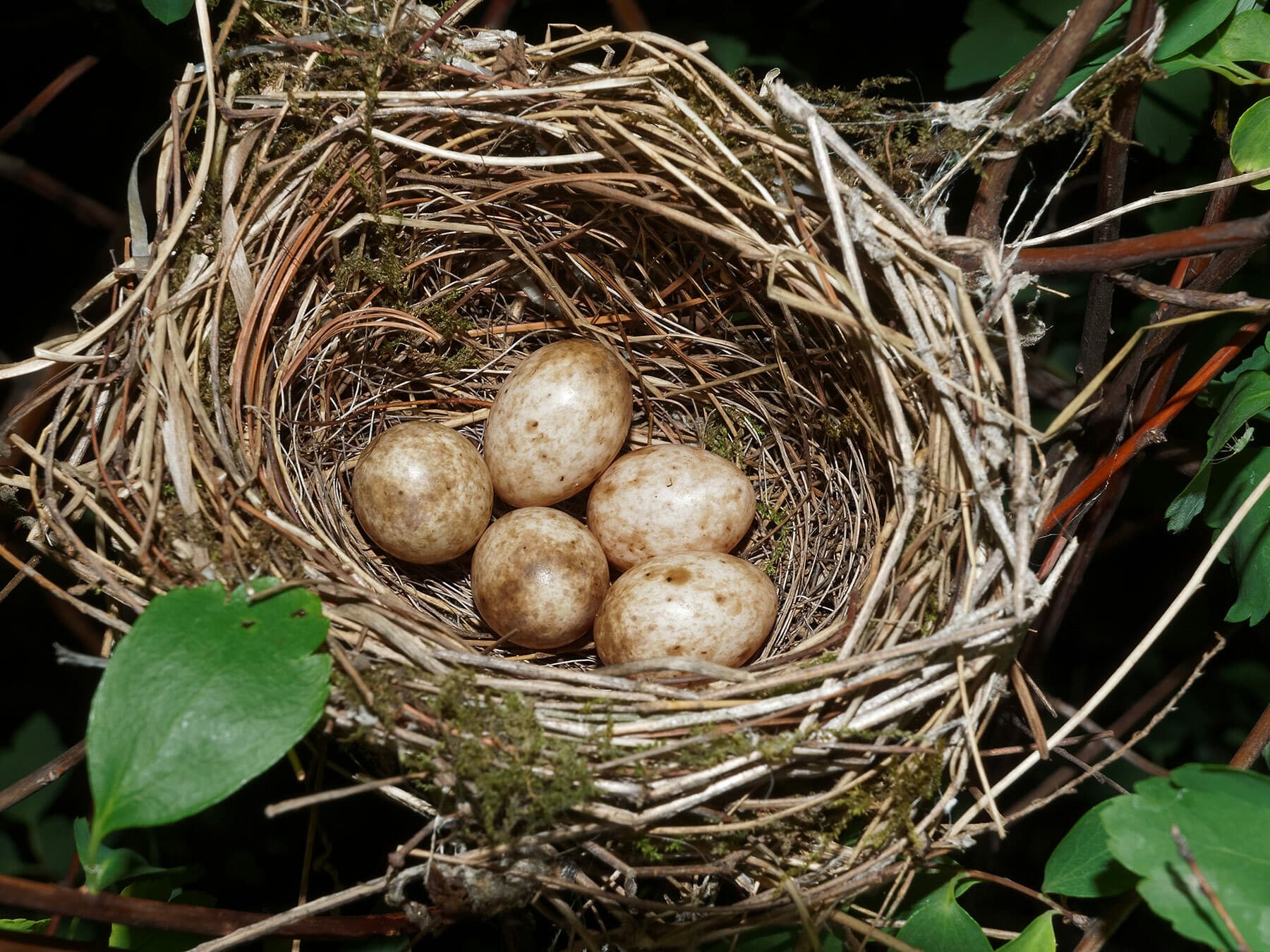 Nest of a Blackcap with eggs