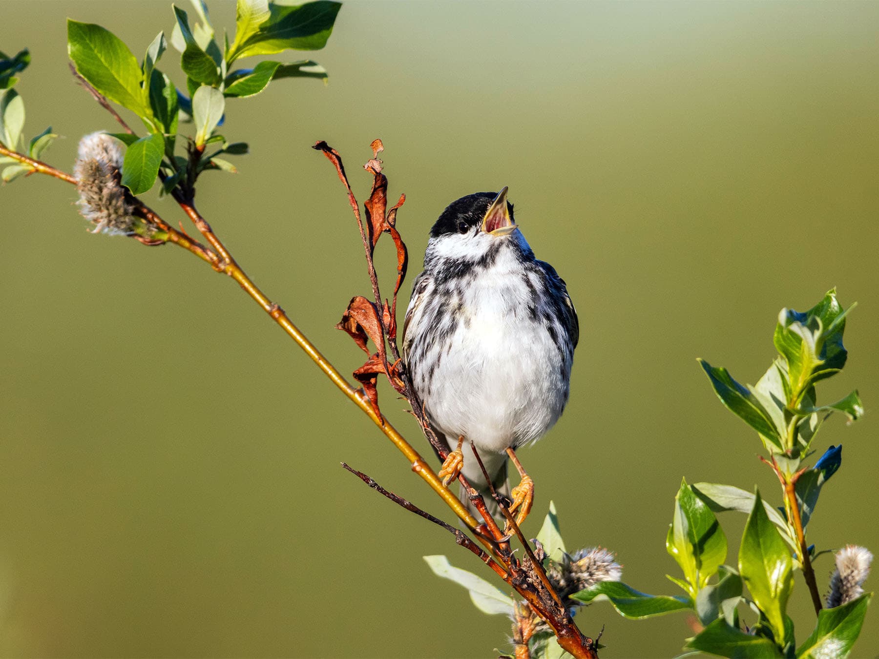 Blackpoll Warbler perching on a limb singing