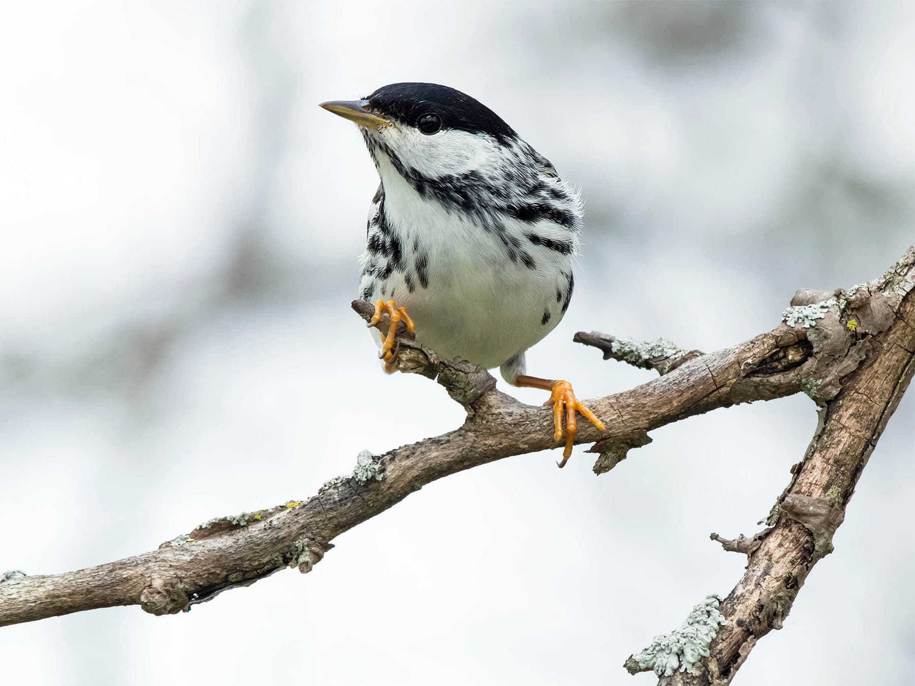 Blackpoll Warbler perched on a branch