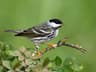 Blackpoll Warbler