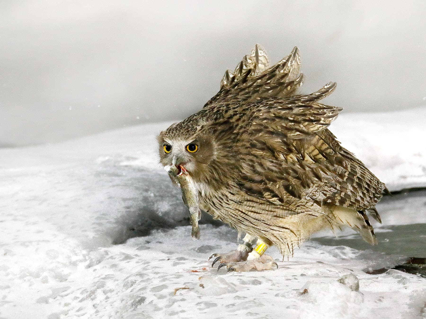 Blakiston's Fish-Owl with a fish in its beak