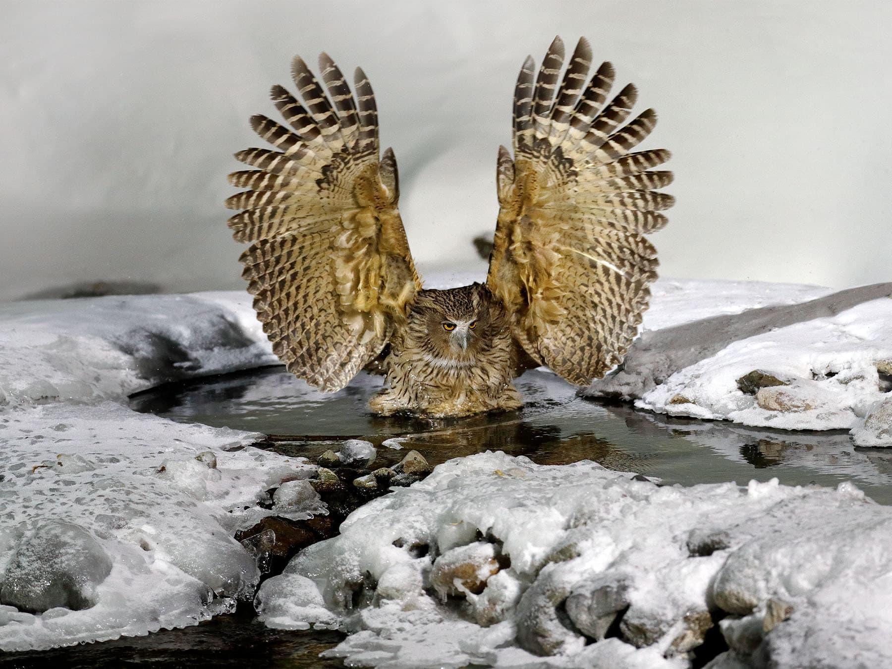 Blakiston's Fish-Owl hunting for fish in cold water