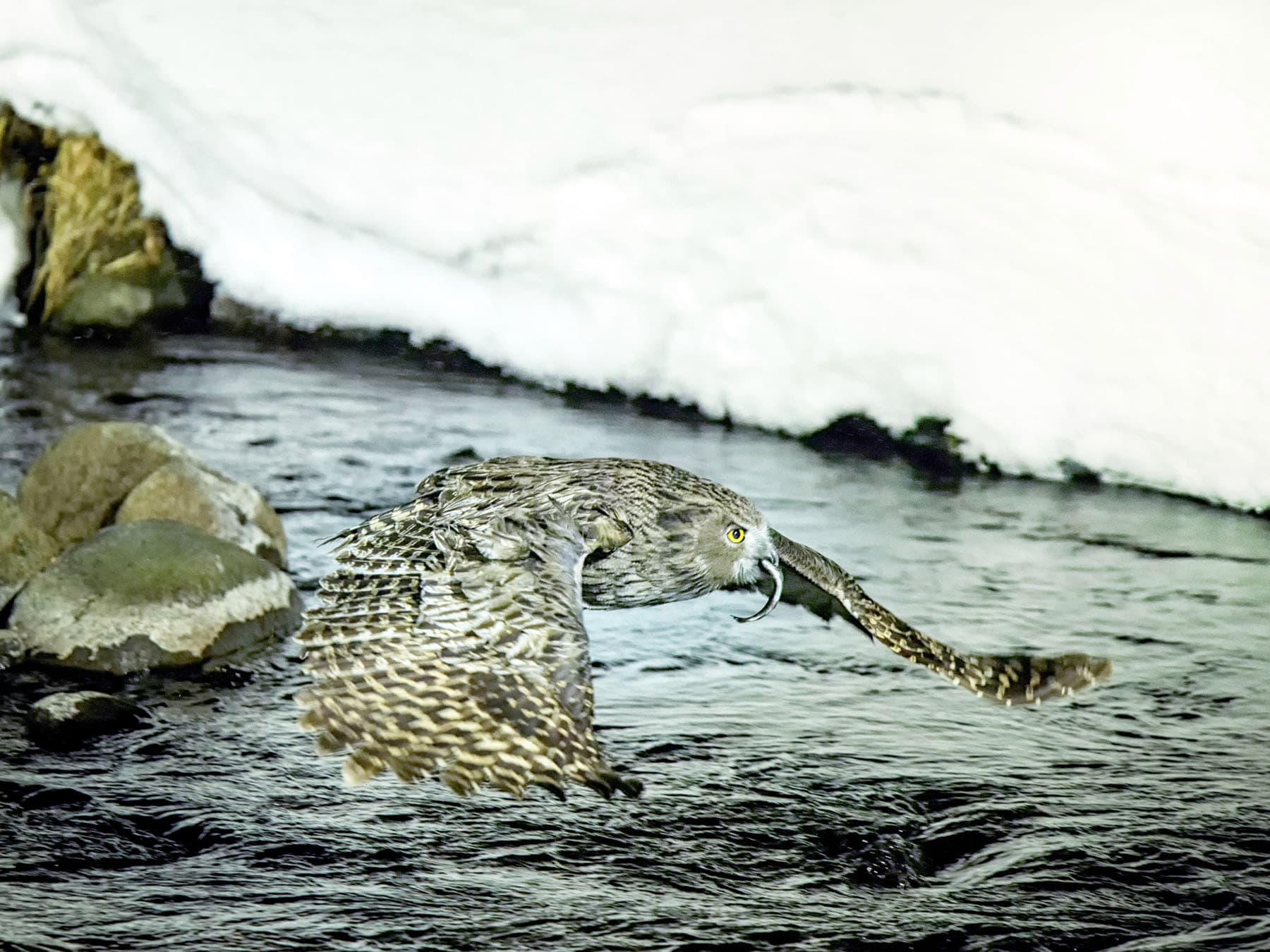 Blakiston's Fish-Owl in-flight carrying a fish