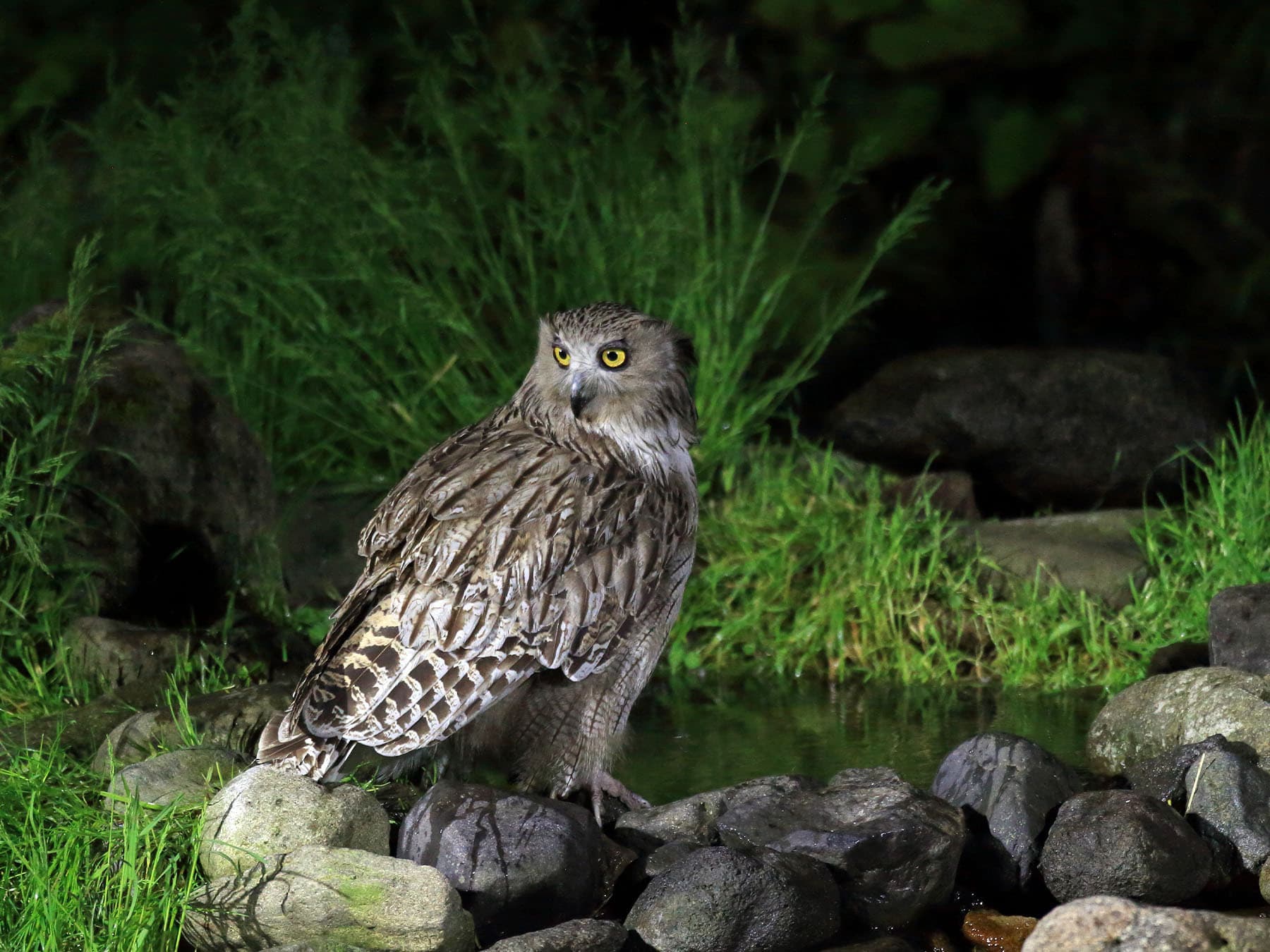 Blakiston's Fish-Owl standing beside a watering hole