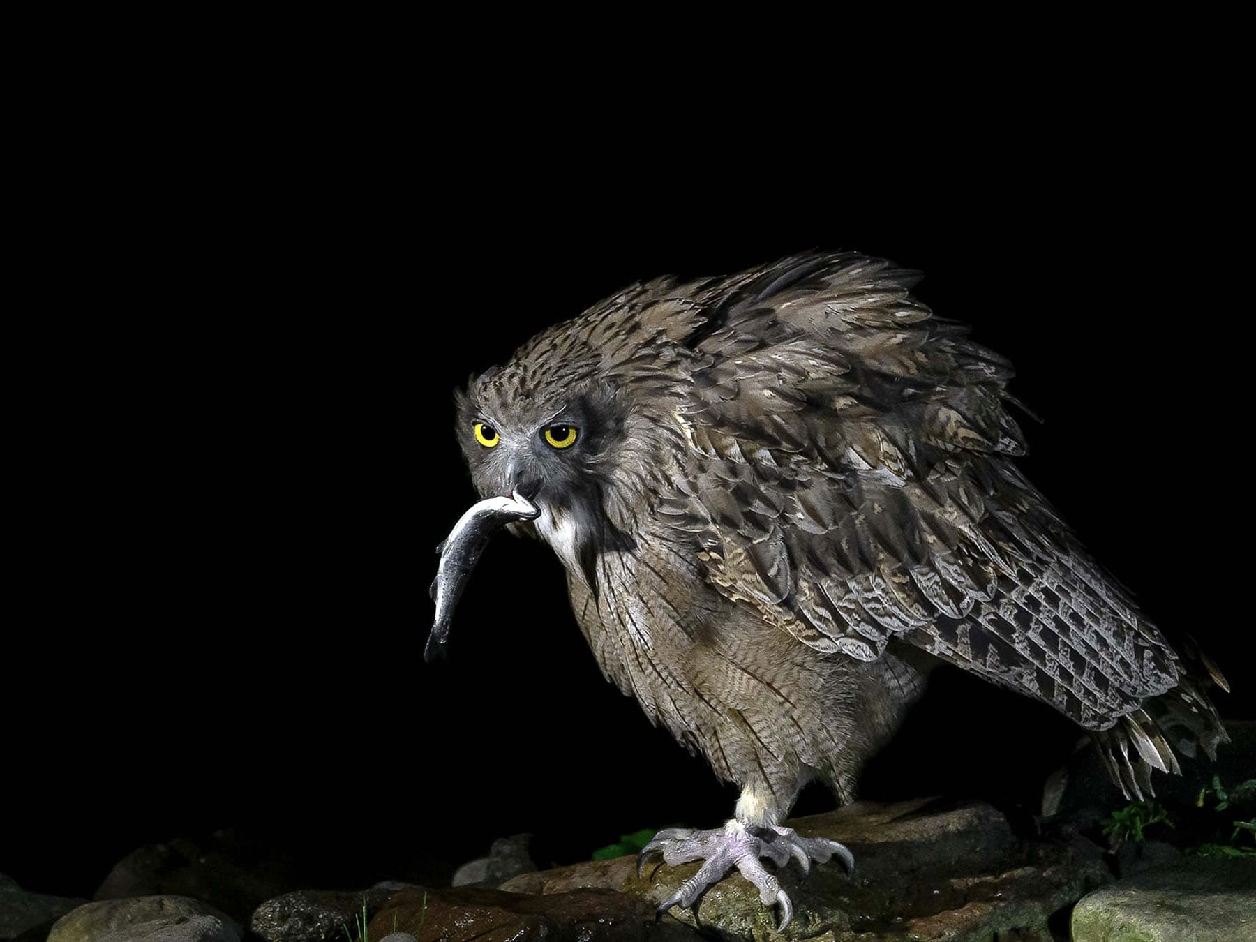 Blakiston's Fish-Owl with prey