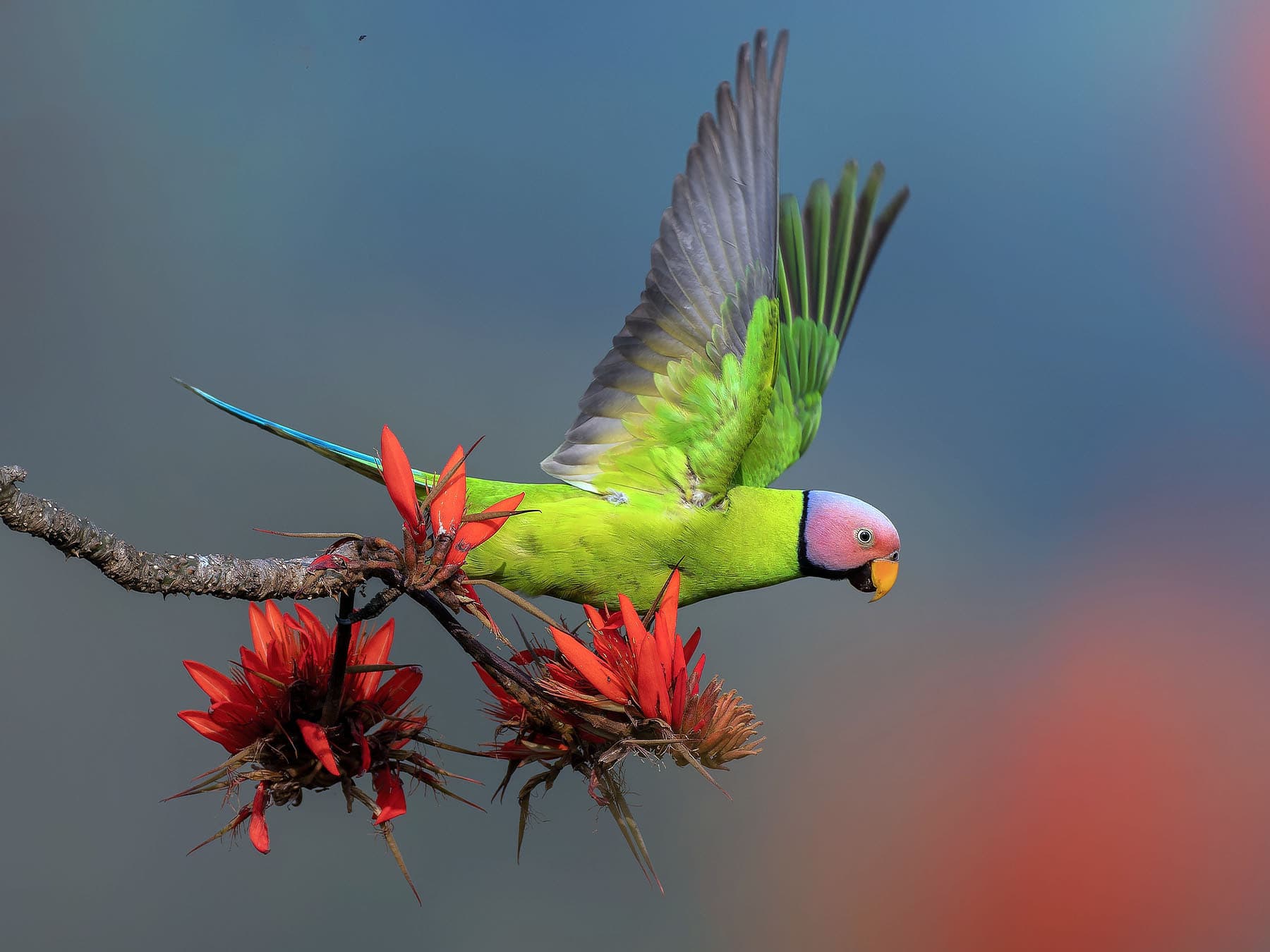 Blossom-headed Parakeet in-flight