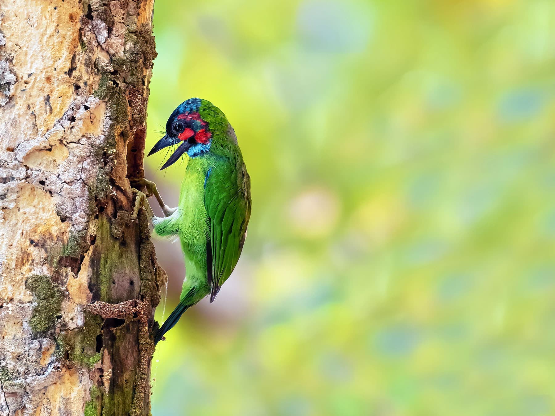 Blue-eared Barbet outside its nest