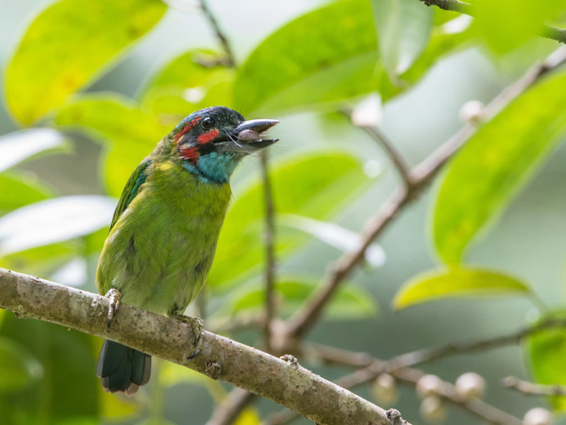 Blue-eared Barbet feeding