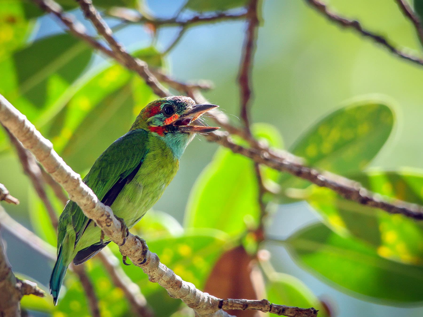 Blue-eared Barbet in song