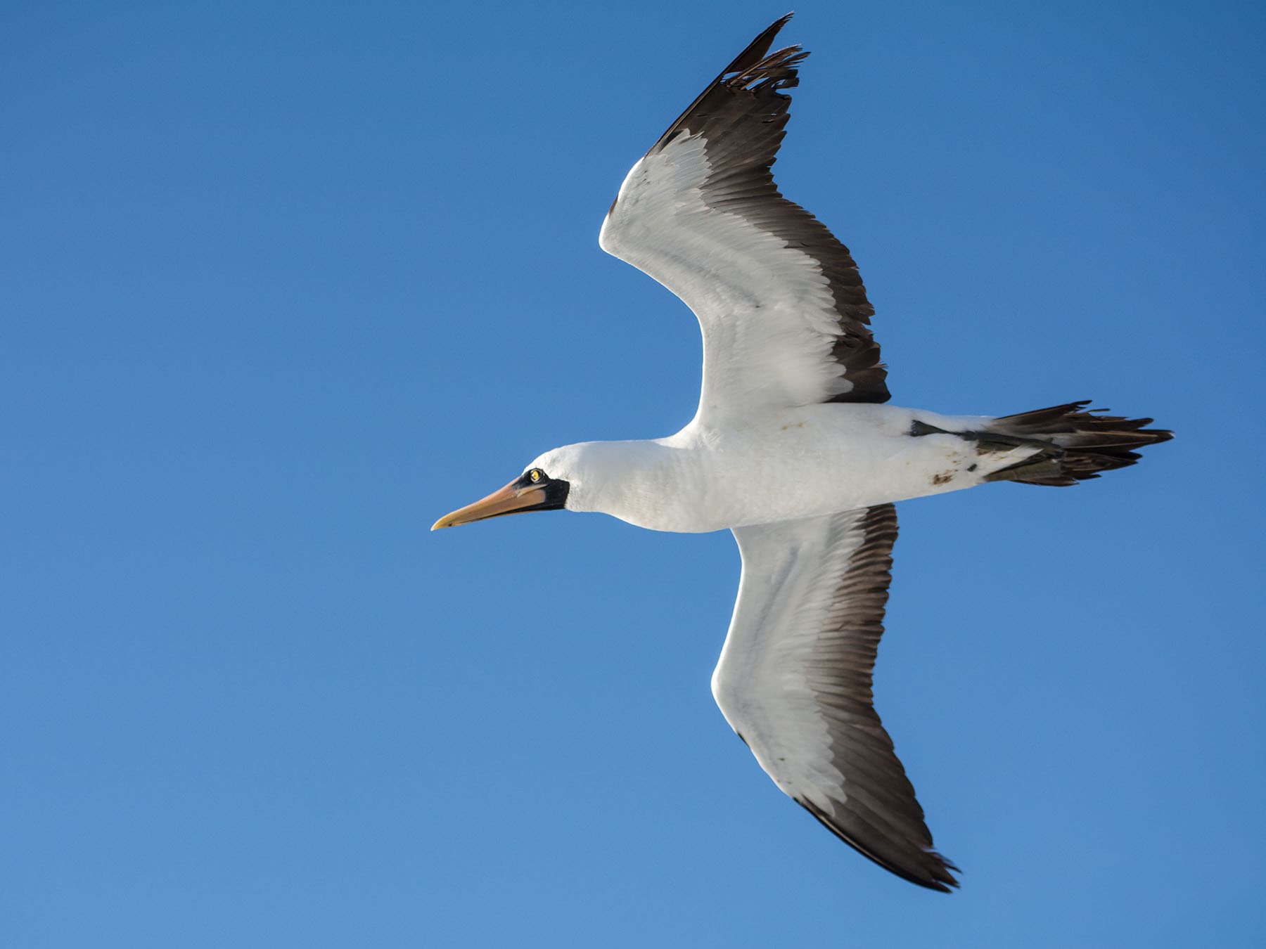 Blue faced booby in flight