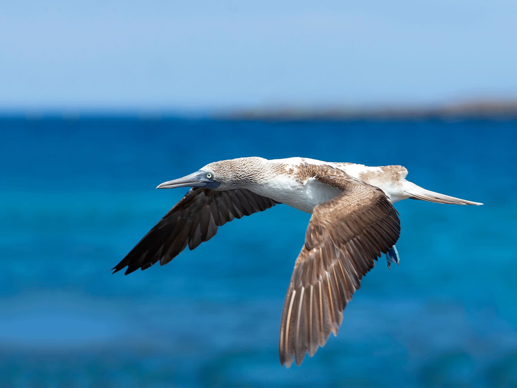 Blue-footed Booby in-flight
