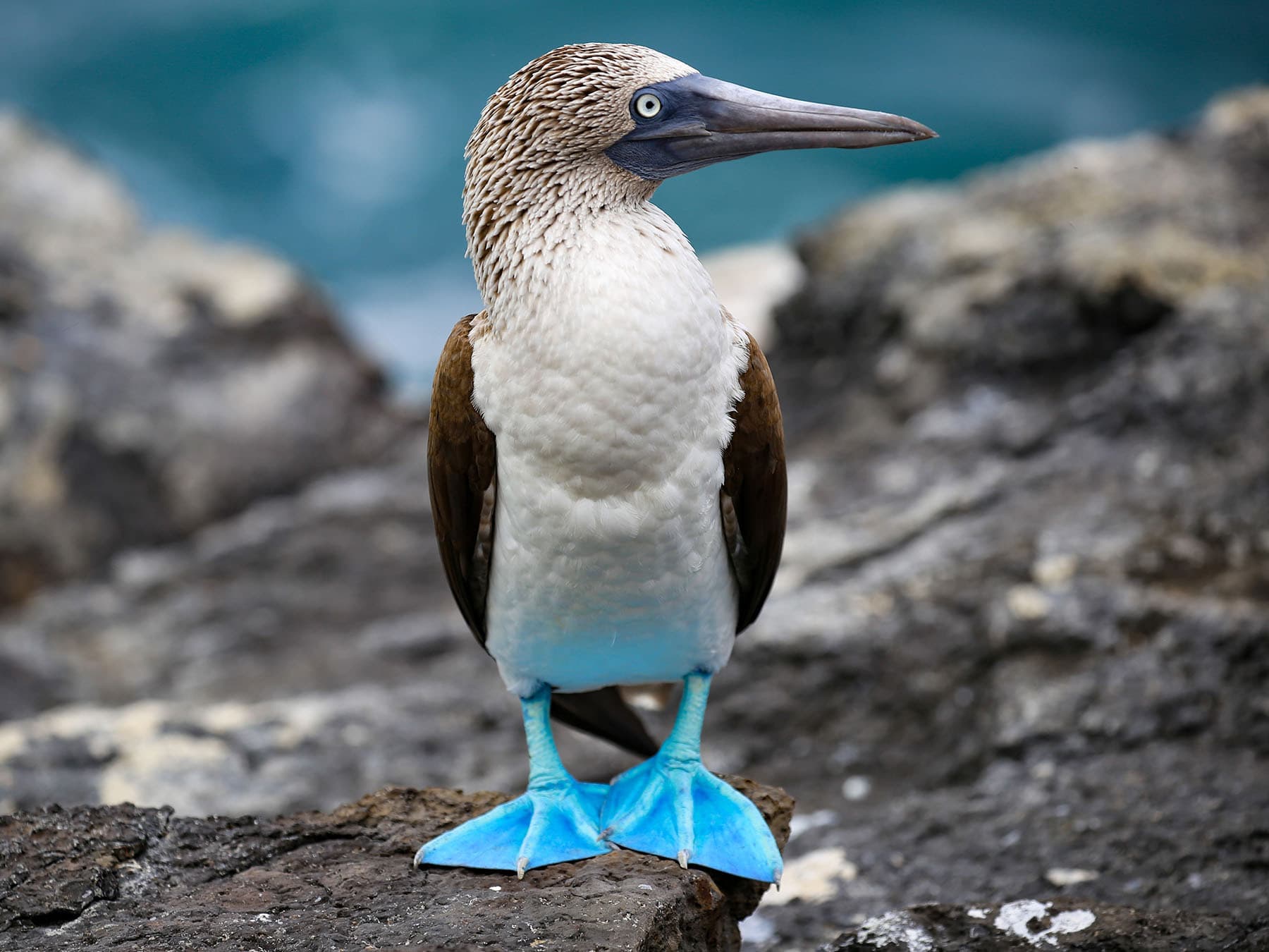 Blue-footed Booby in natural habitat